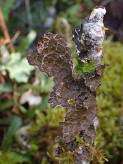 Lobaria anomala
