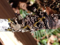 Peltigera collina