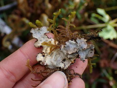 Lobarina scrobiculata