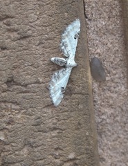 Eupithecia centaureata