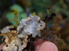 Lobarina scrobiculata