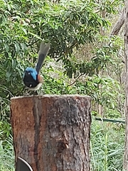 Malurus lamberti