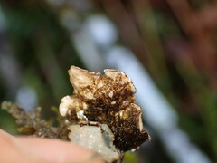 Lobarina scrobiculata