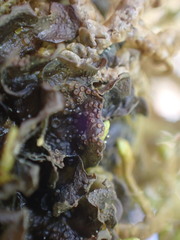 Scytinium polycarpum