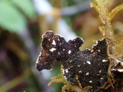 Lobarina scrobiculata