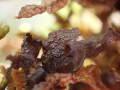 Scytinium polycarpum