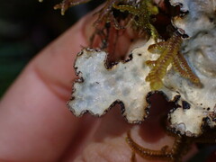 Lobarina scrobiculata