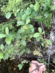 Aronia