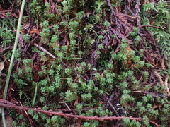 Syntrichia