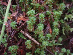 Syntrichia