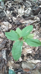 Croomia pauciflora
