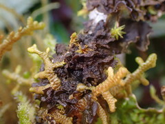 Scytinium polycarpum