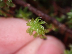Syntrichia