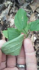 Croomia pauciflora