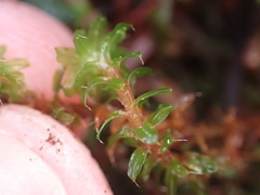 Syntrichia