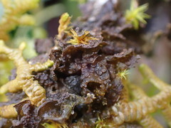 Scytinium polycarpum