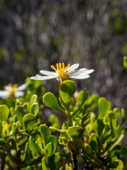 Olearia