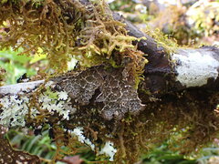 Lobaria anomala