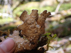 Lobaria anomala