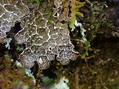 Lobaria anomala
