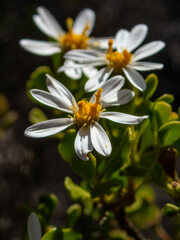 Olearia