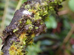 Scytinium polycarpum