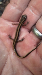 Eurycea guttolineata