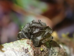 Scytinium polycarpum
