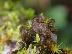 Scytinium polycarpum