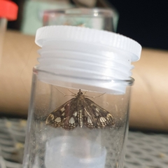 Anania coronata