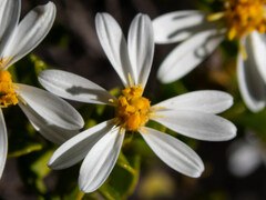 Olearia