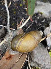 Bothriembryon glauerti