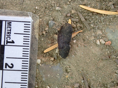 Callipepla californica