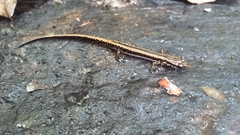 Eurycea guttolineata