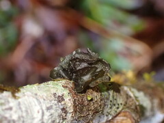 Scytinium polycarpum