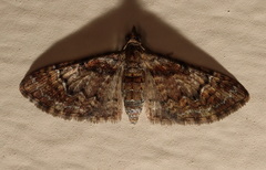 Mnesiloba eupitheciata