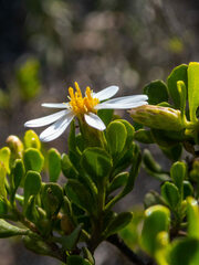 Olearia