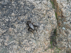 Loxoblemmus equestris