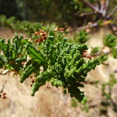 Ceanothus papillosus