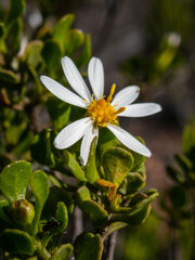 Olearia