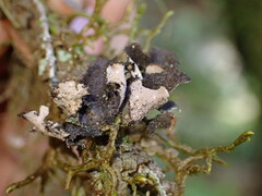 Sticta fuliginosa