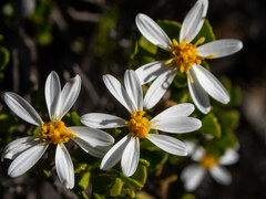 Olearia