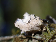 Sticta fuliginosa