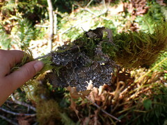 Lobaria anomala