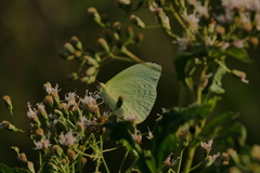 Aphrissa statira statira