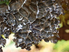 Lobaria anomala