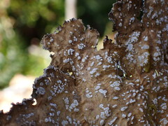 Lobaria anomala