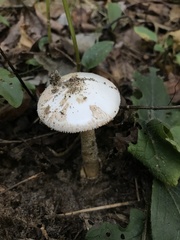 Amidella