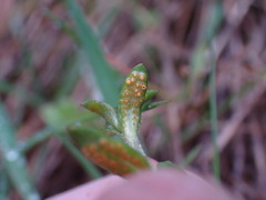 Puccinia plumbaria