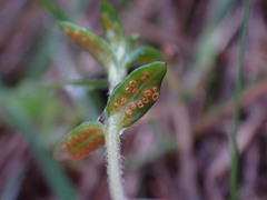 Puccinia plumbaria